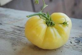 TOMATE FANTOME DU LAOS RARE 5g