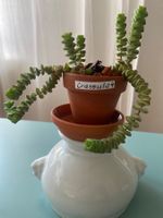 Felsendickblatt Sukulente 'Crassula'