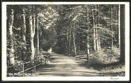 Waldpartie bei Uster, gelaufen 1925