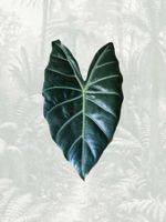 Alocasia Pink Dragon Rhizom