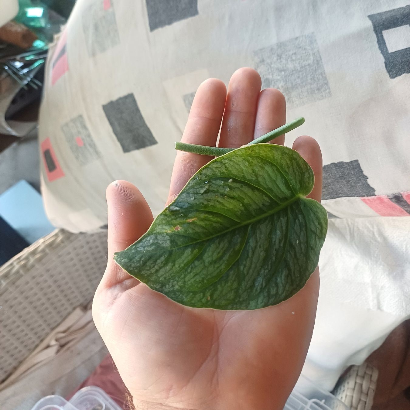 Plantes & graines: talea MONSTERA DUBIA – Neuf (Voir description) à Paradiso par ind_g2xf 2
