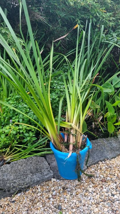 Schilf Pflanzen für Gartenteich 34 Stück nach Wunsch Kaufen auf Ricardo