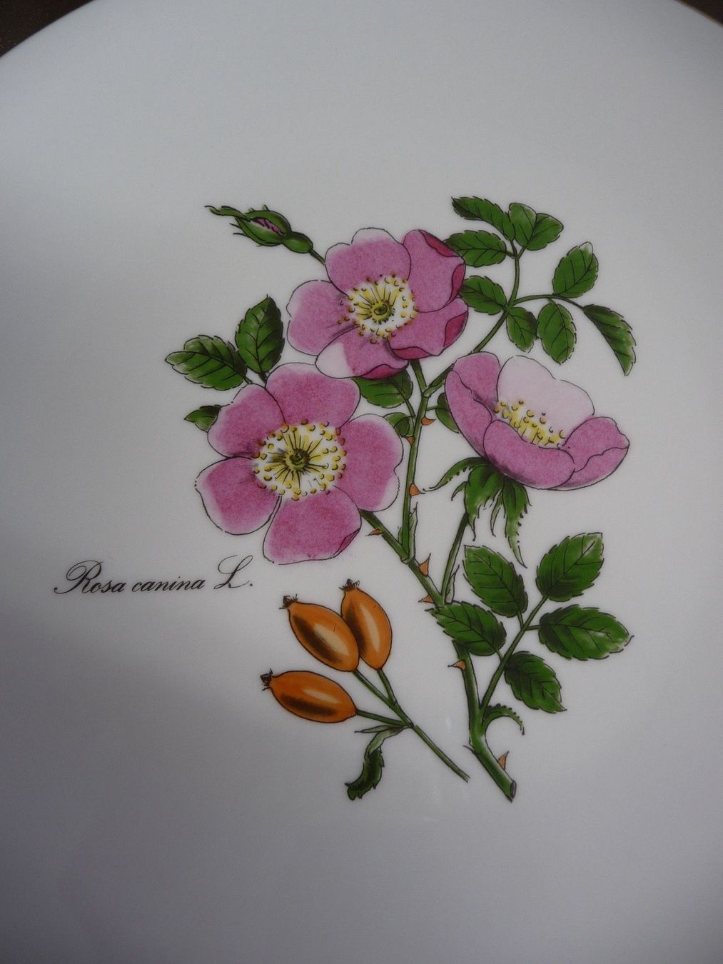 Piatti: Langenthal Teller Coloré à la main Rosa canina L. – Usato da Rafz venduto da Powacaddy 1