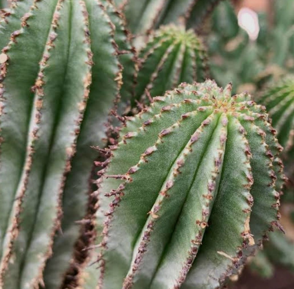 Pflanzen & Samen: Kaktussamen / Euphorbia polygona – Neu (gemäss Beschreibung) aus Gerolfingen von Azora