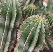 Kaktussamen / Euphorbia polygona