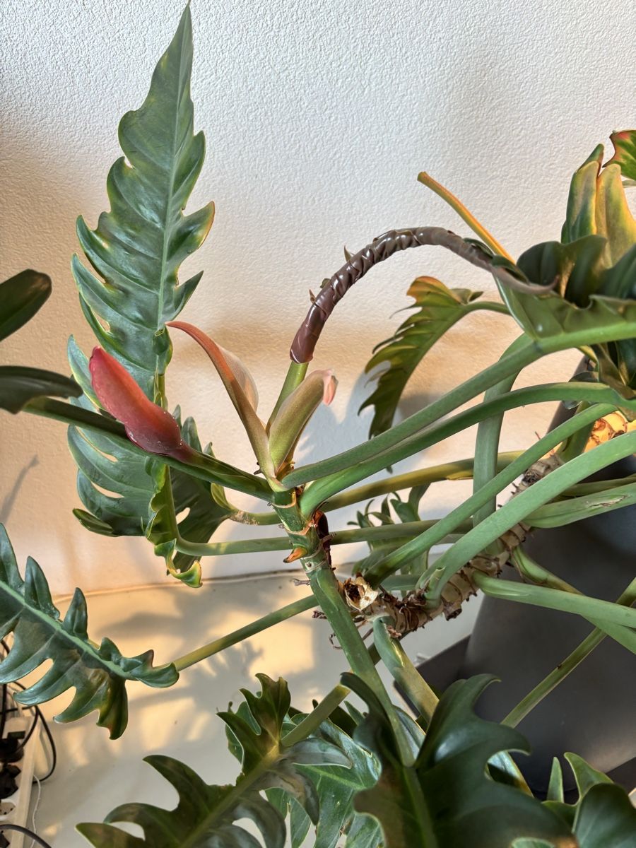 Plantes & graines: Philodendron – D'occasion à Lohn-Ammannsegg par nathaty 3