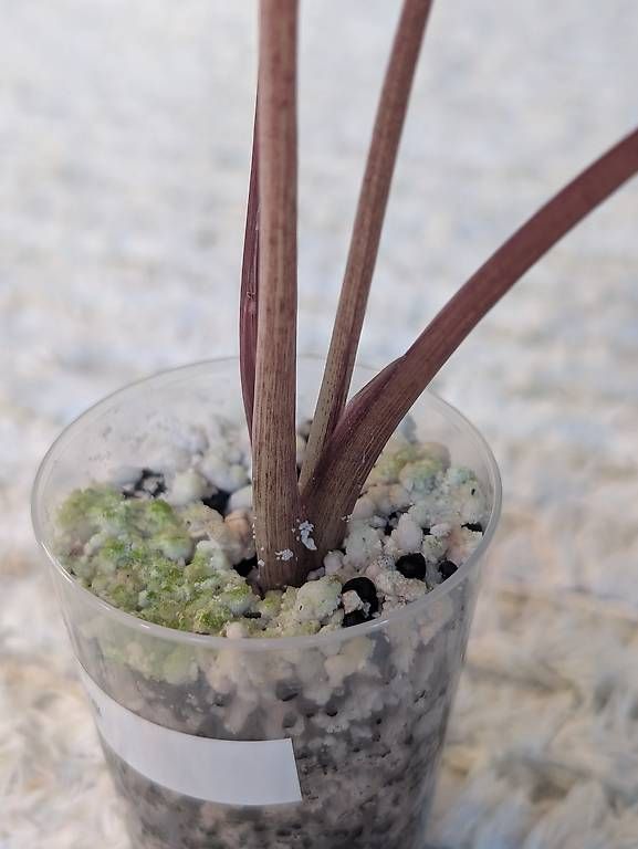 Piante & sementi: Alocasia Serendipity Pink Variegata – Usato da Faulensee venduto da plantmama 3