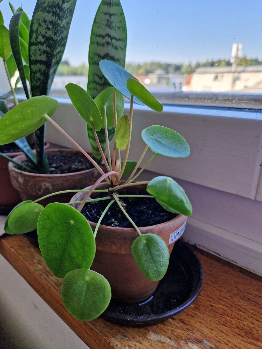 Piante & sementi: Zimmerpflanze: Pilea – Usato da Münchenbuchsee venduto da Aare22 4