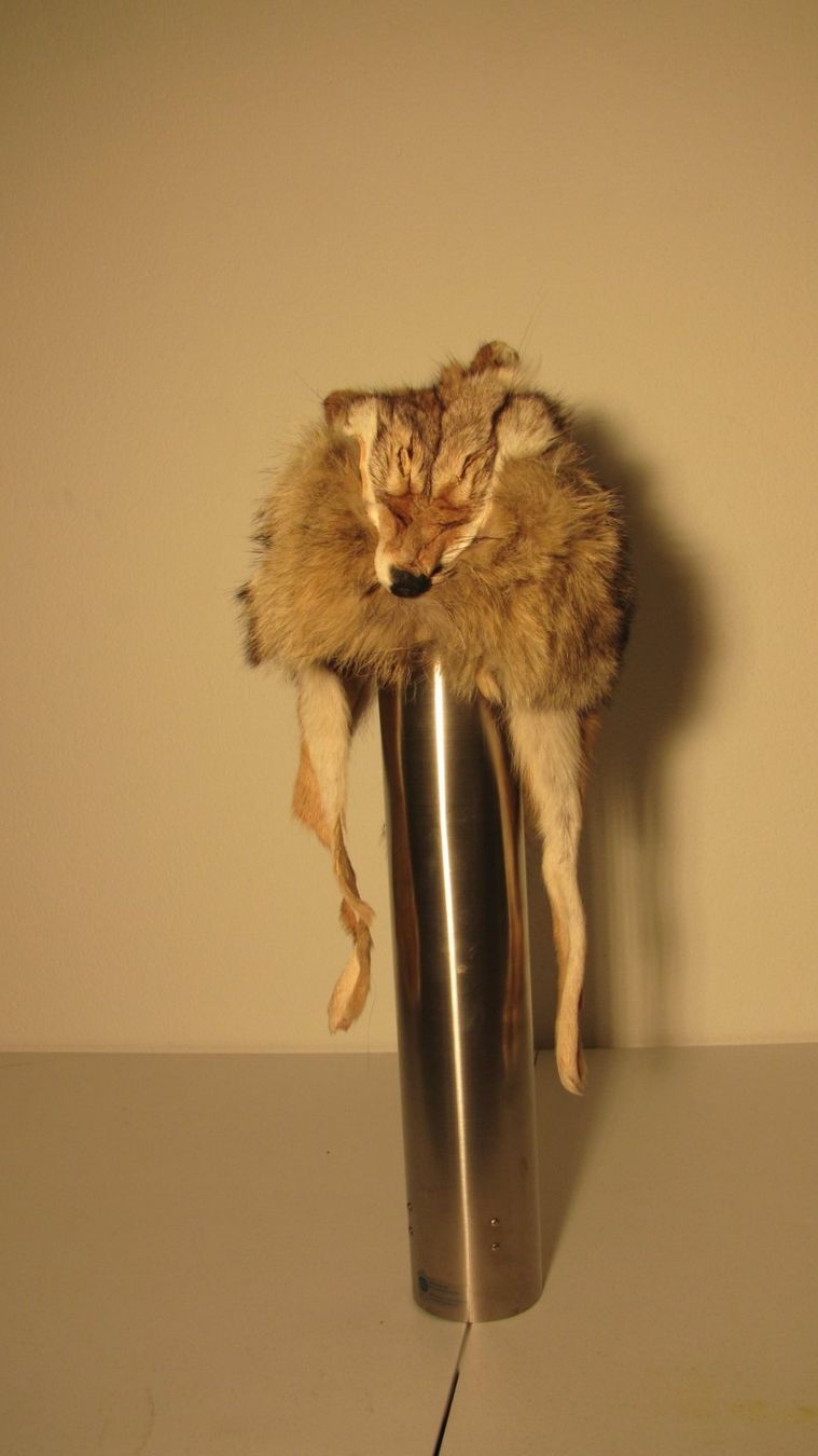 Copricapi, berretti & cappellini: Trapper Coyote Cap – Usato da Silvaplana venduto da burton016 2