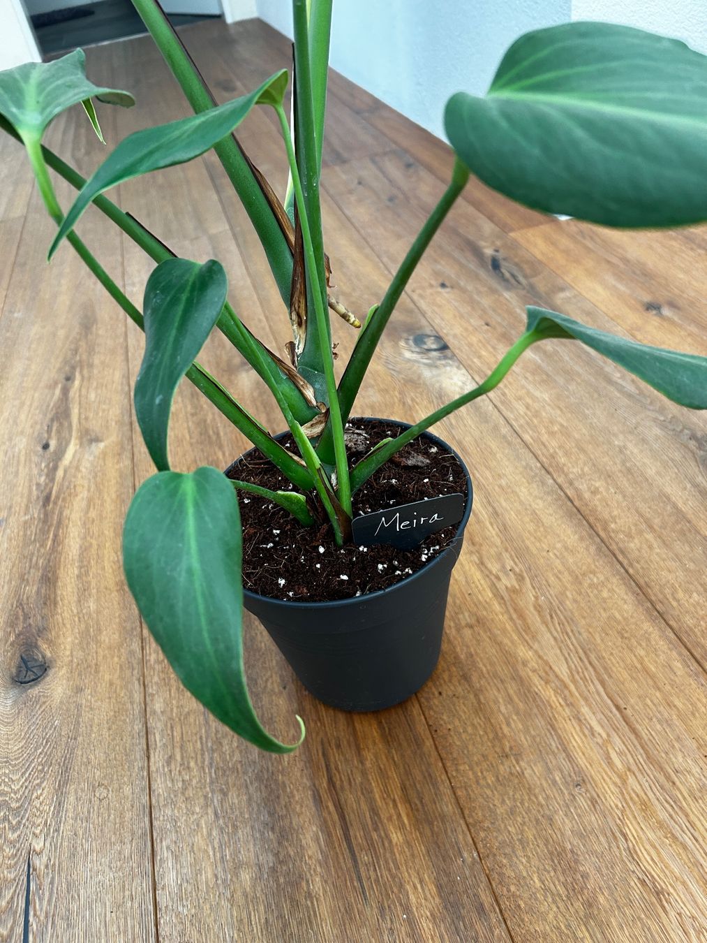 Piante & sementi: Monstera Burle Marx Flame XL – Usato da Wattwil venduto da Mikesplantshop 3