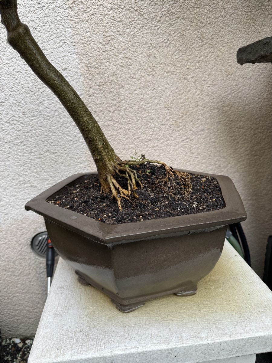 Piante & sementi: Limequat Bonsai im Bonsai-Topf – Usato da Rümlang venduto da Gruseh.ch 3