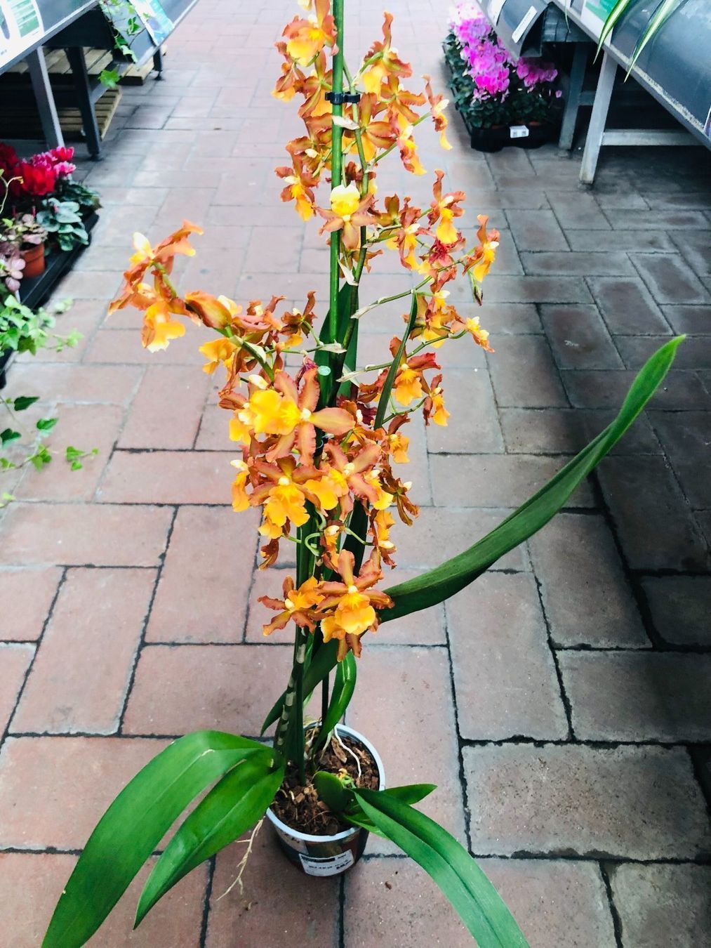 Piante & sementi: Seltene Orchidee XL 60-80 cm  CAMBRIA – Nuovo e nell'imballaggio originale da Rovio venduto da POSITIFFARTandPLANTS 7