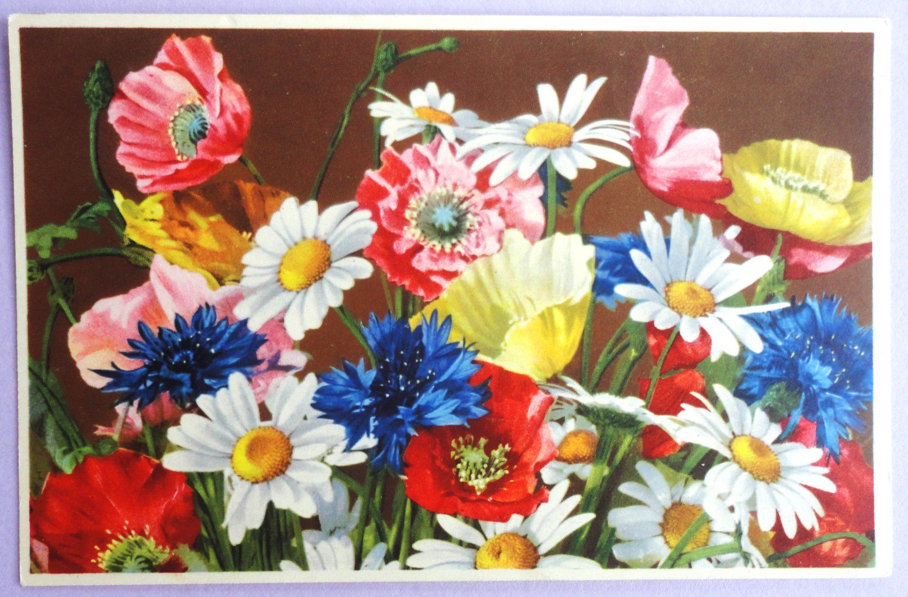Ansichtskarten: Fleurs des champs – Gebraucht aus Fétigny von Billy2miny