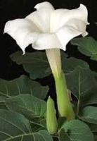 LETZTE 15 SAMEN GRAINES SEMI: DATURA STRAMONIUM