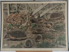 Vintage Schulwandtafel "Igel" Robert Hainard 1937 Rarität