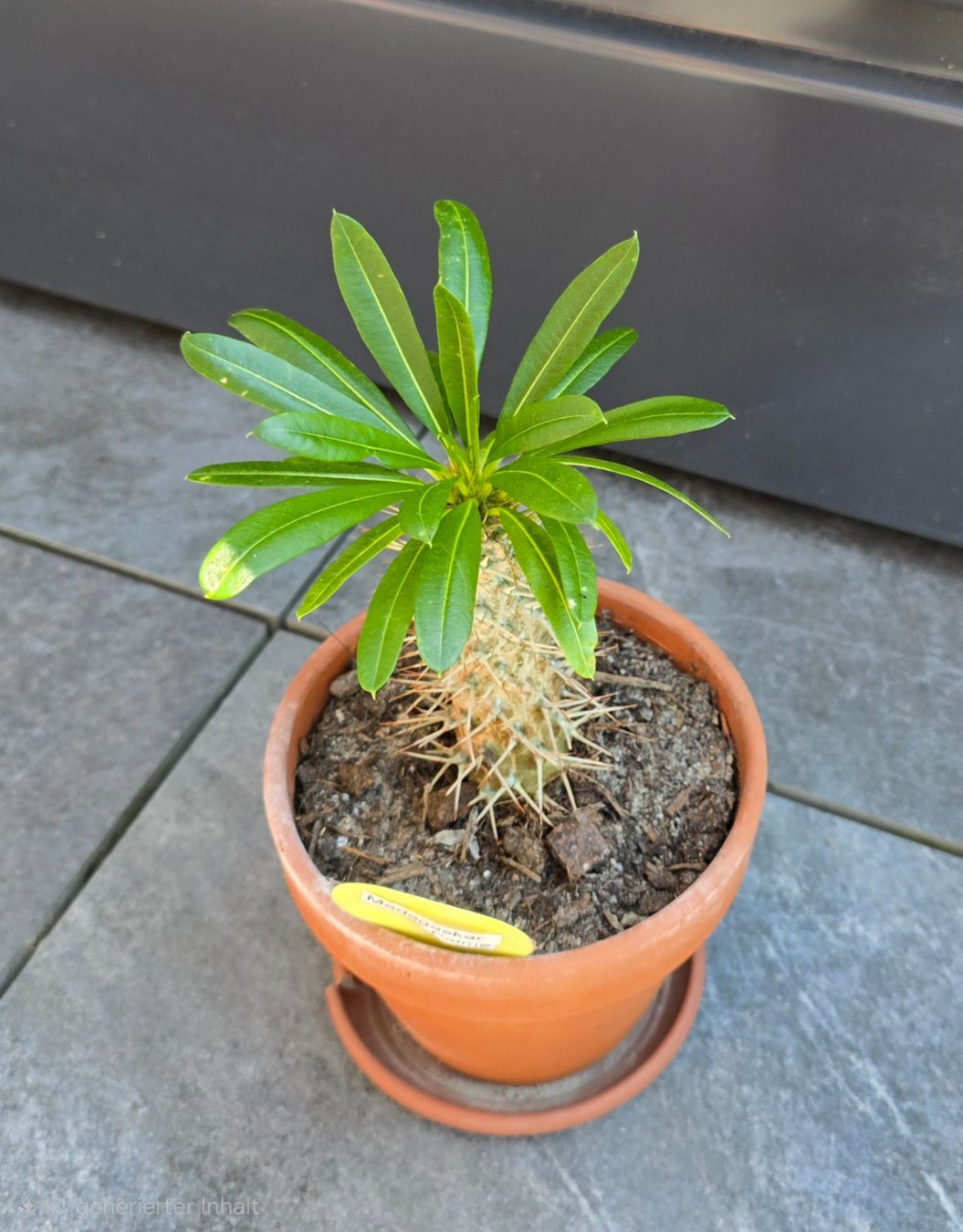 Pflanzen & Samen: Madagaskar Palme im Tontopf – Gebraucht aus Aarburg von Glitzerschein 1