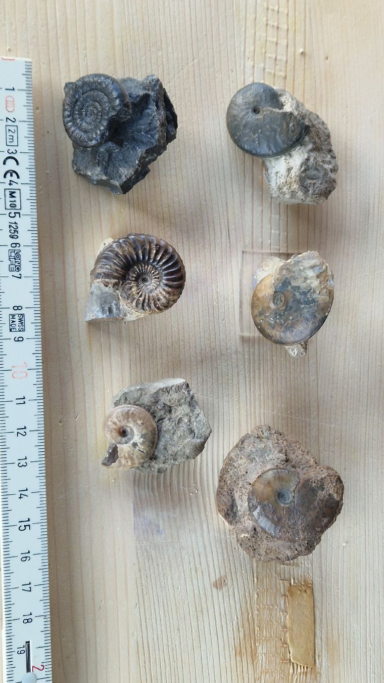 Fossili: Div. Ammoniten aus Deutschland  – Usato da Niederhasli venduto da rehauge01 5