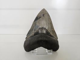 XL - Megalodon-Zahn - Haizahn - Haifischzahn - USA