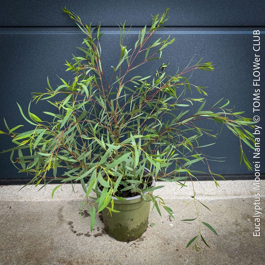 Eucalyptus Moorei Nana - winterharte Zwerg-Eukalyptus (Neu und ...