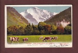 INTERLAKEN - Hotel Jungfraublick - Kühe - 1905