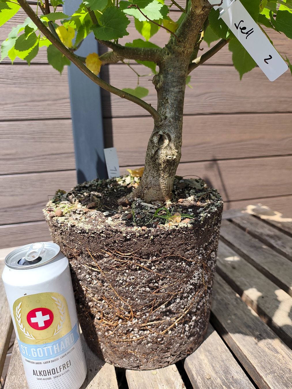 Pflanzen & Samen: Bonsai Rohmaterial Winterlinde #2 – Gebraucht aus Oberwil BL von suaku 2