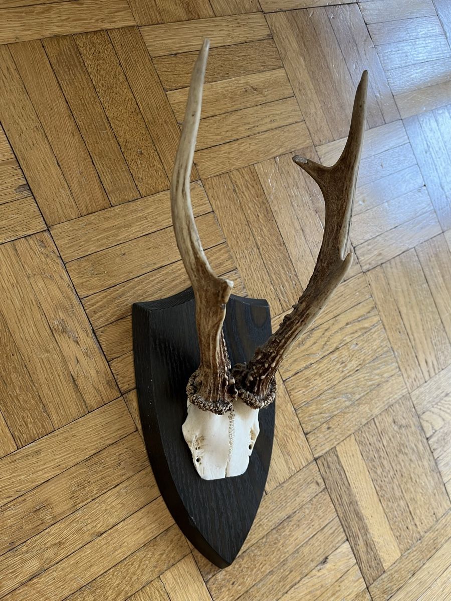 Il mondo degli animali: Rehbock-Geweih – Usato da Burgdorf venduto da gab_bf55 1