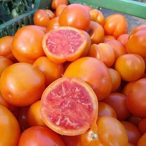 Piante & sementi: Tomate Zlatava  RARE   5g – Nuovo (secondo la descrizione) da Bremblens venduto da FIBONACCI369 1