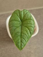 🌑 Junge Alocasia Melo 🌑