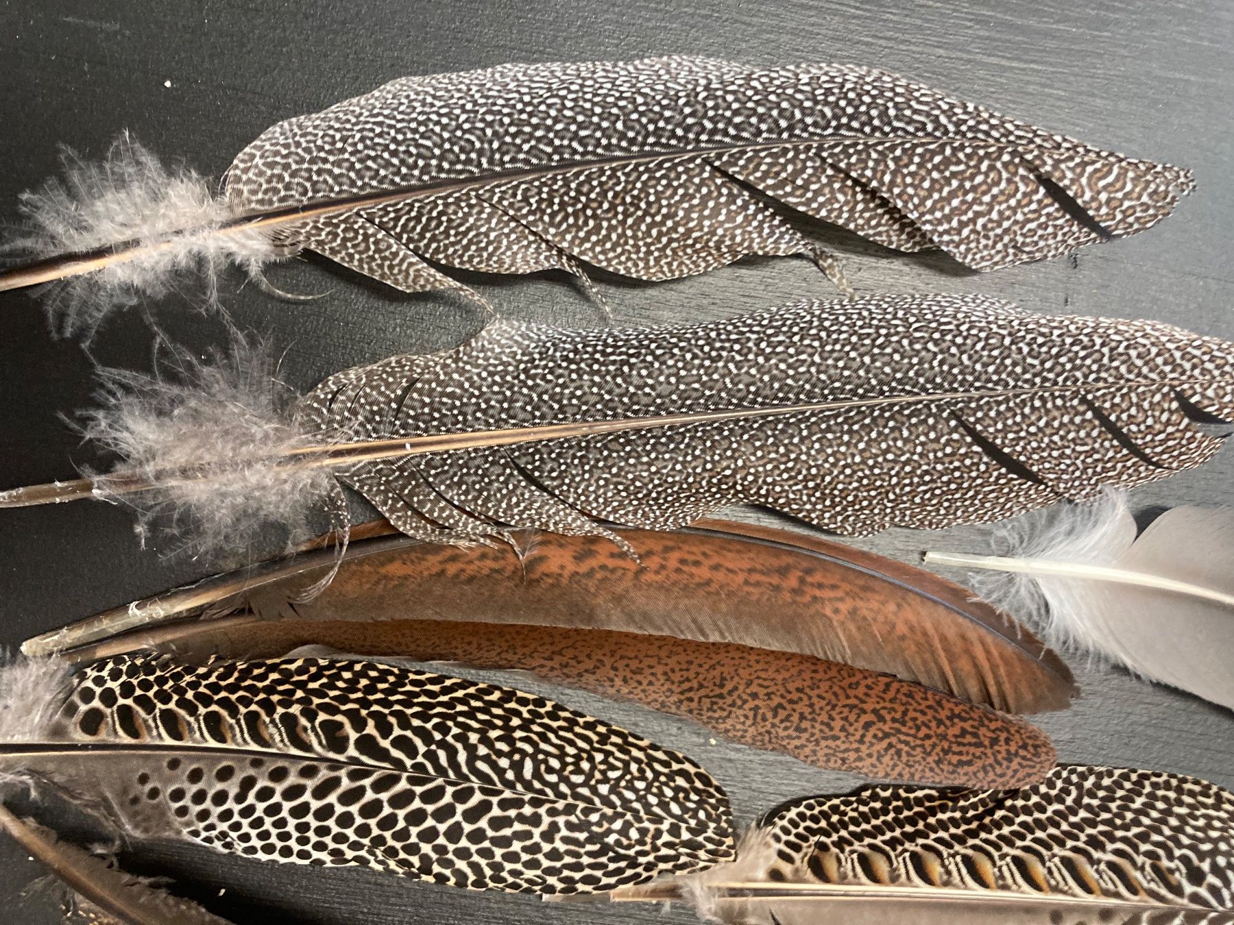 Welt der Tiere: Diverse Federn – Gebraucht aus Grosswangen von arum01 2