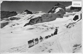 Jungfraujoch - Polarhunde