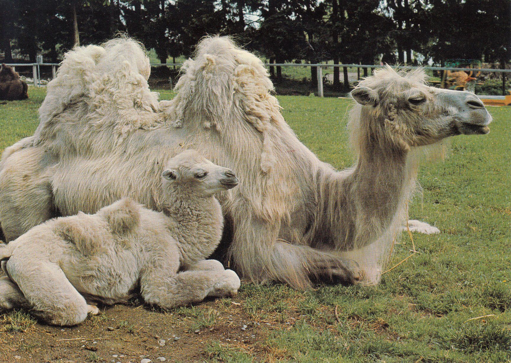 Cartoline postali: Zürich Zoo Kamel ca. 1970 – Usato da Bürglen TG venduto da StampGraf