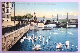 Genève, Cygnes et Mouettes au Pont du Mont-Blanc