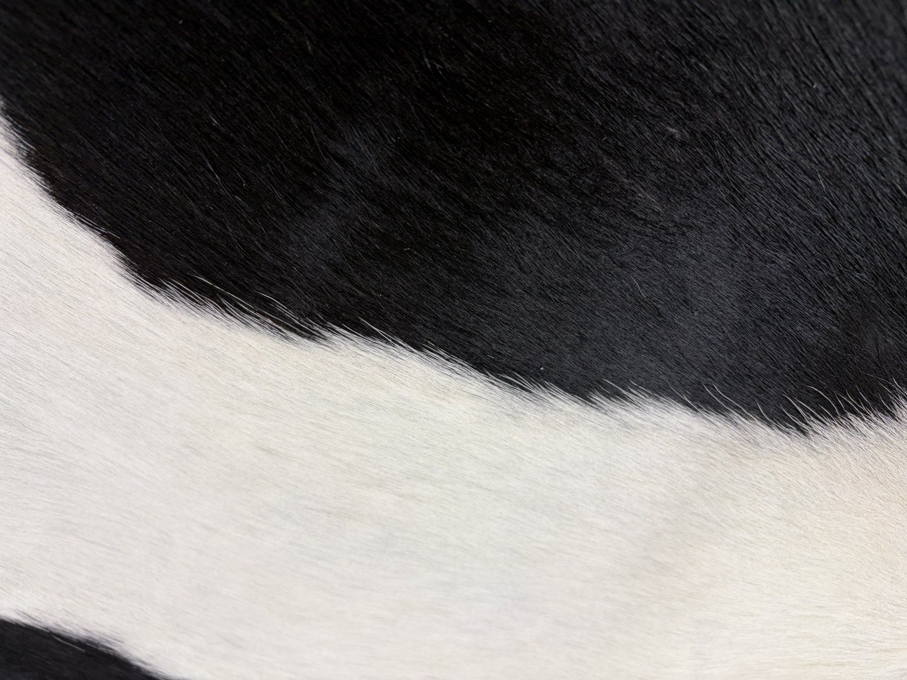 Tappeti: echtes Kuhfell Teppich – Nuovo e nell'imballaggio originale da Arbedo venduto da patagonialeatherrugs 2