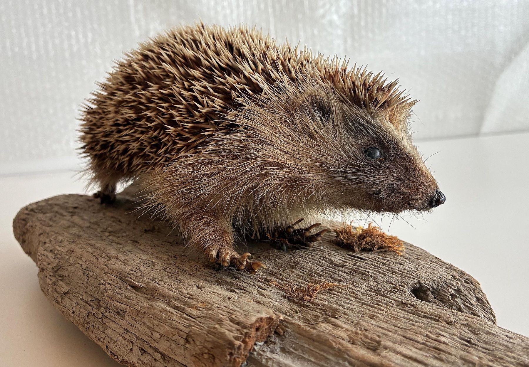 Il mondo degli animali: Herziger Igel – Usato da Bäretswil venduto da robsonantik 5