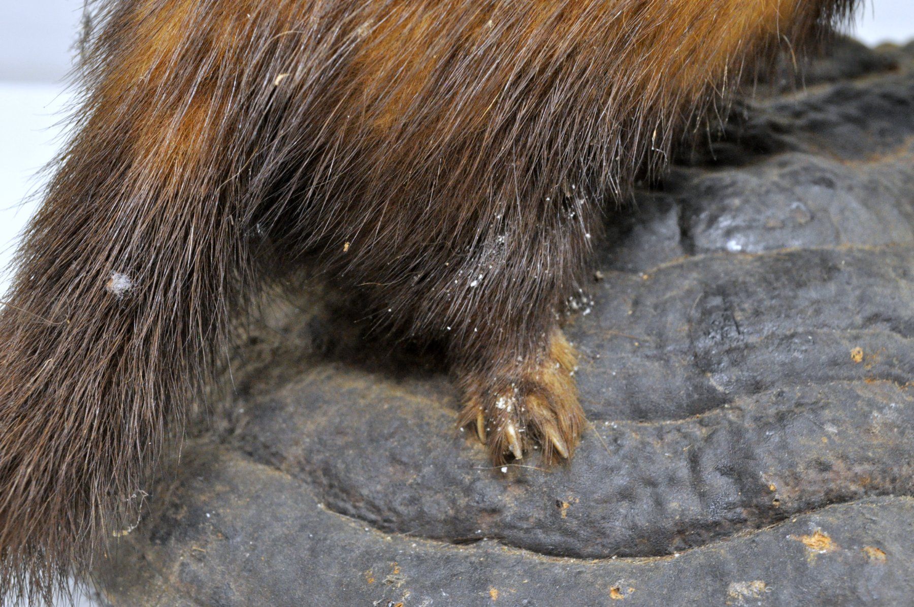 Welt der Tiere: Putois naturalisé – Gebraucht aus Neuchâtel von Neuchatel 8