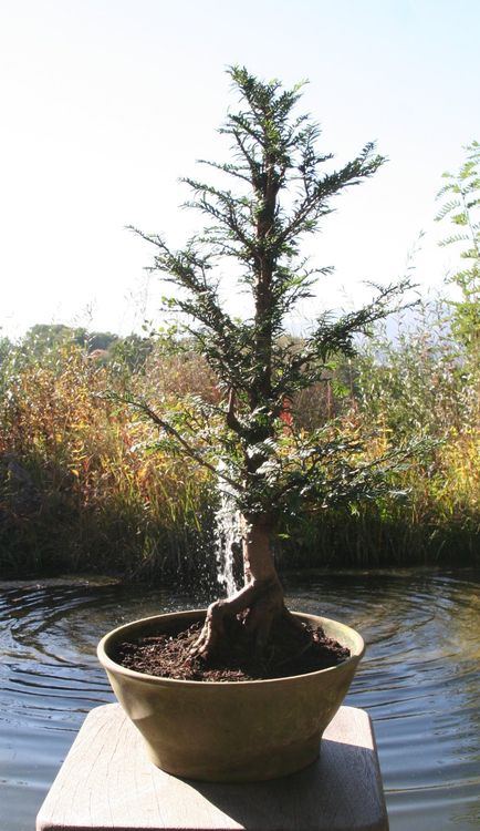 BONSAI Europäische Eibe Kaufen auf Ricardo