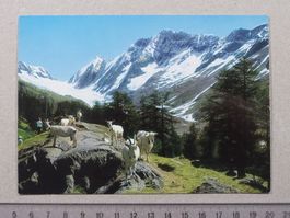 Guggialp ob Fafleralp, Ziegen, Lötschental