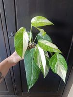 Epipremnum Pinnatum Variegata