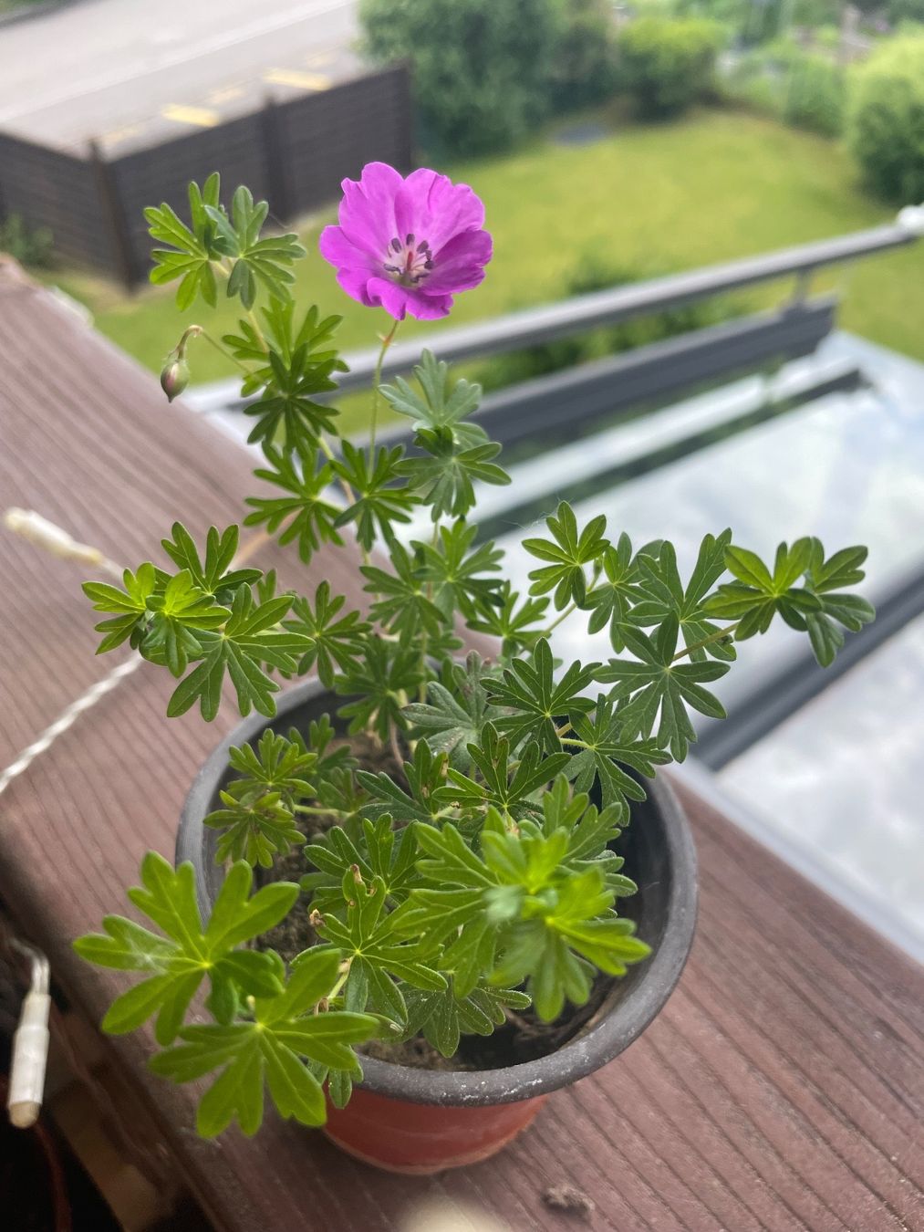 Piante & sementi: GERANIUM BOHEMICUM - STORCHSCHNABEL - PINK - BODENDECKER – Nuovo (secondo la descrizione) da Buchs AG venduto da fischli610 4
