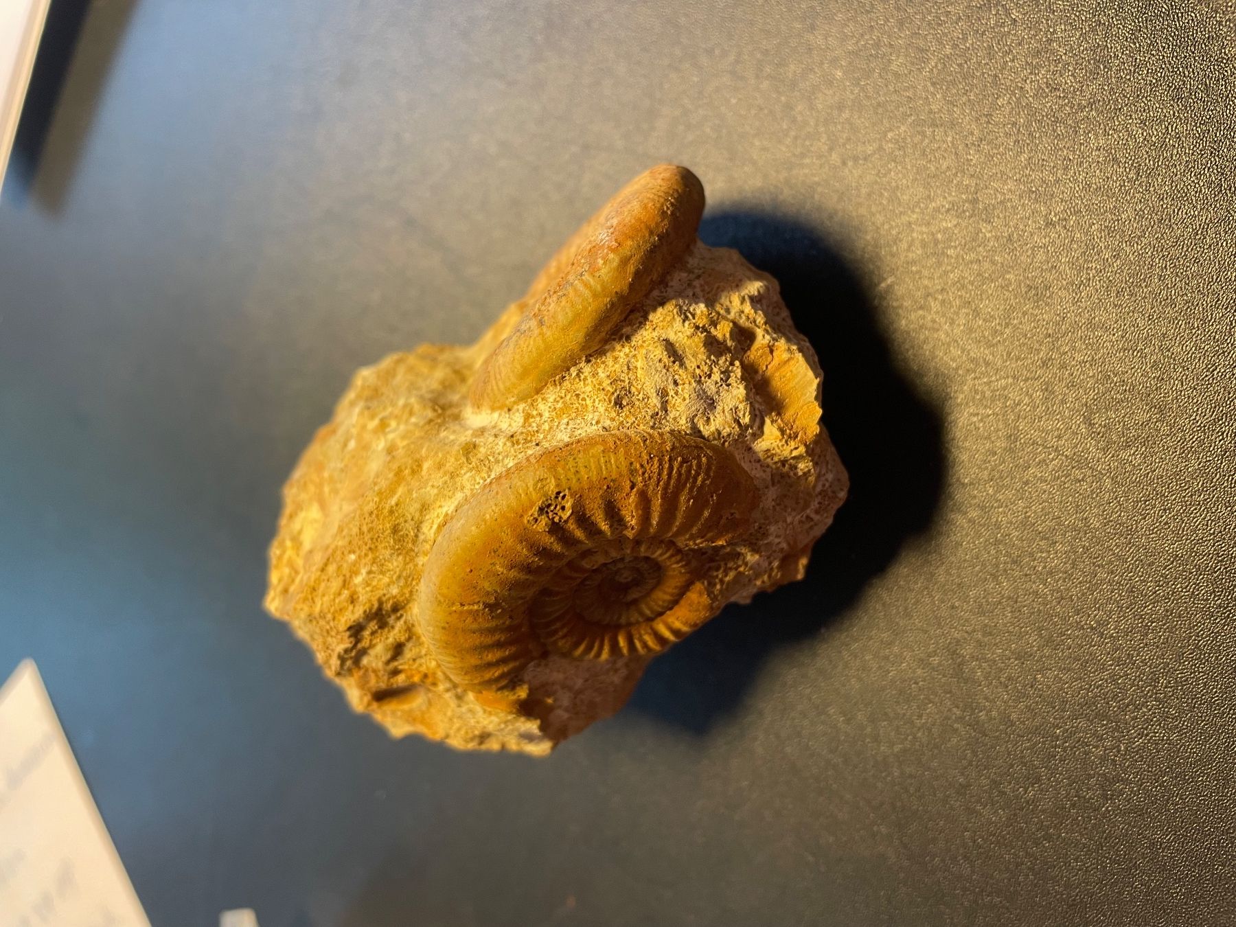 Fossili: Fossilien. 2 Ammoniten auf Muttergestein  (grün) – Usato da buch am irchel venduto da Hildoceras 3