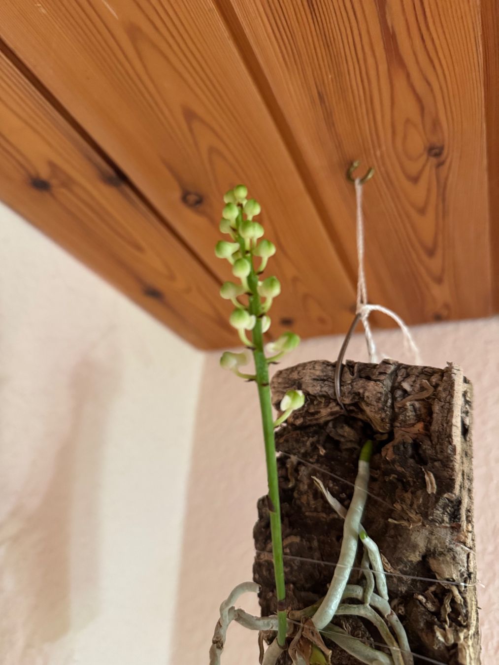 Piante & sementi: Seidenfadenia mitrata – Usato da Männedorf venduto da mrclst 2