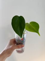😍 Monstera Deliciosa (Large Form) Baby Nr. 2