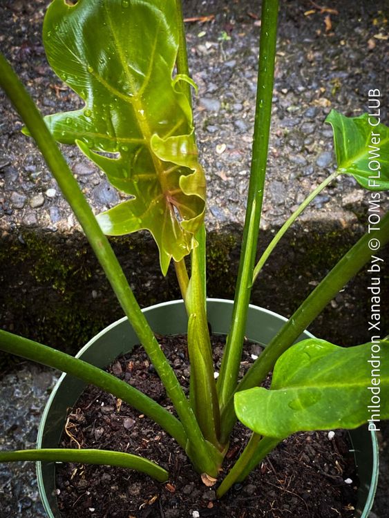 philodendron verde Philodendron Paraiso Verde  Rare Aroid with Bold Marbled Leaves