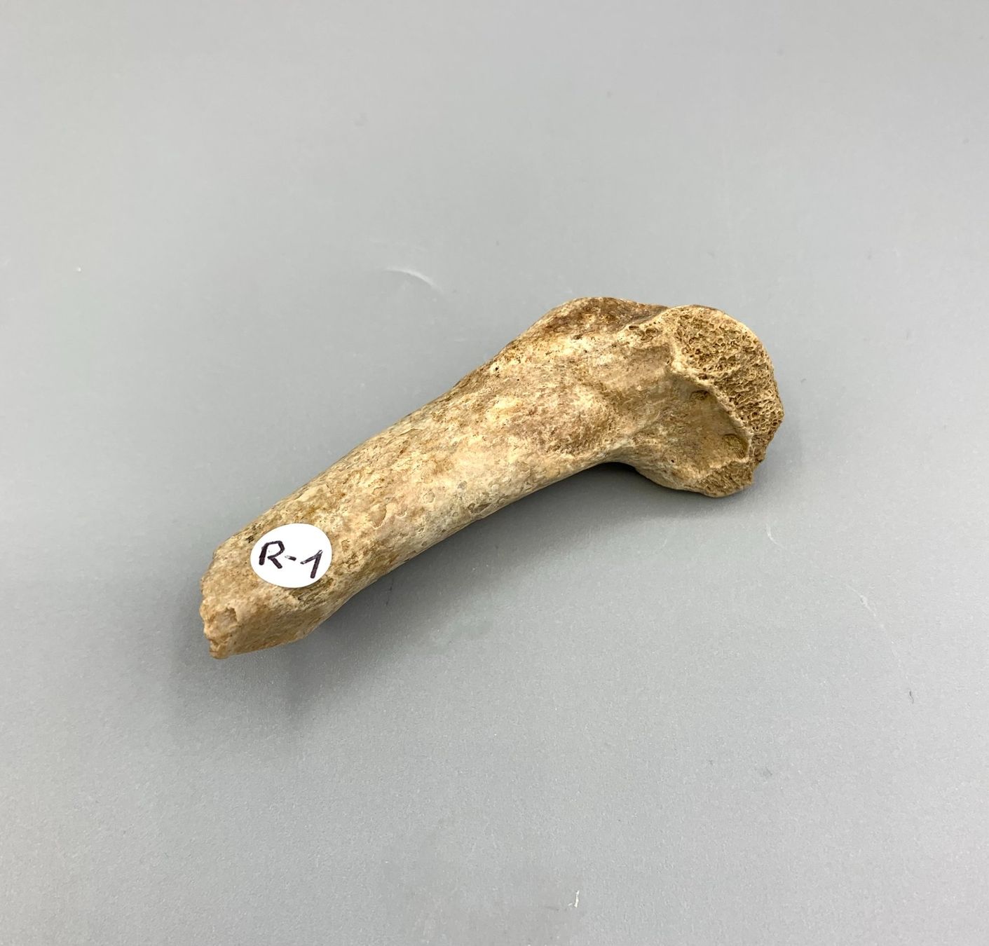 Fossilien: Höhlenbär - Rippenfragment - Original – Neu (gemäss Beschreibung) aus Samstagern von Spliti