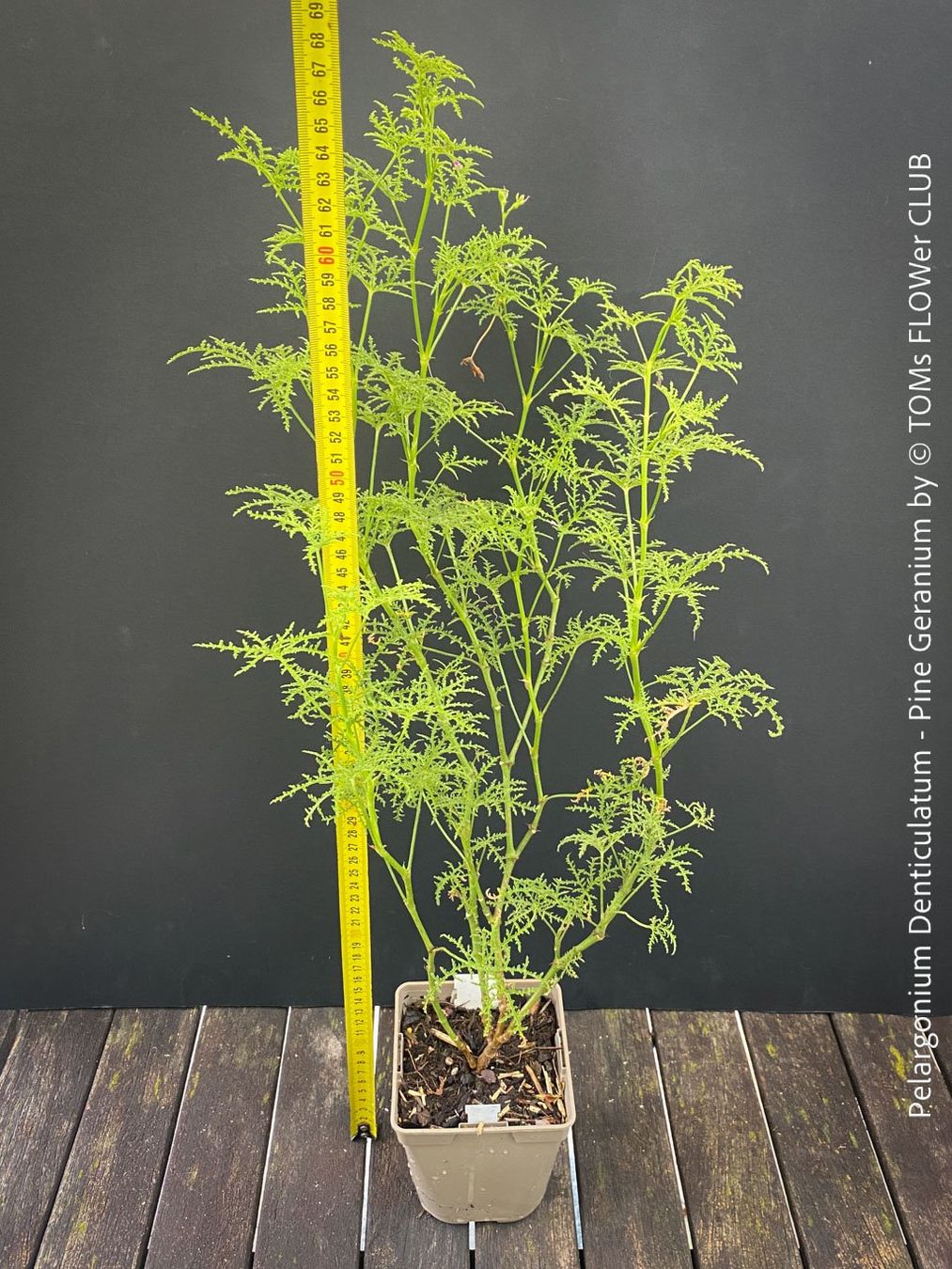 Piante & sementi: Pelargonium Denticulatum - Pine Geranium - fast 70cm gross – Nuovo (secondo la descrizione) da Adliswil venduto da TAKEYOURPLANT 3