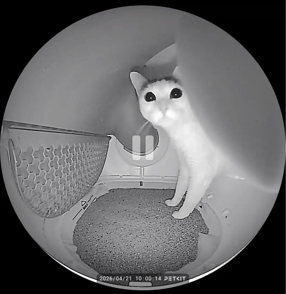 Elektronikbauteile: Petkit Camera Privacy – Neu (gemäss Beschreibung) aus Locarno von Ticinoexplore 1
