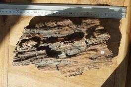 Versteinertes Holz   26cm x 16cm  –Lot Adlun-