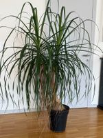 Grosser Elefantenfuss (Beaucarnea recurvata) ca. 156 cm hoch