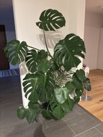 Monstera Deliciosa plant large in pot good condition