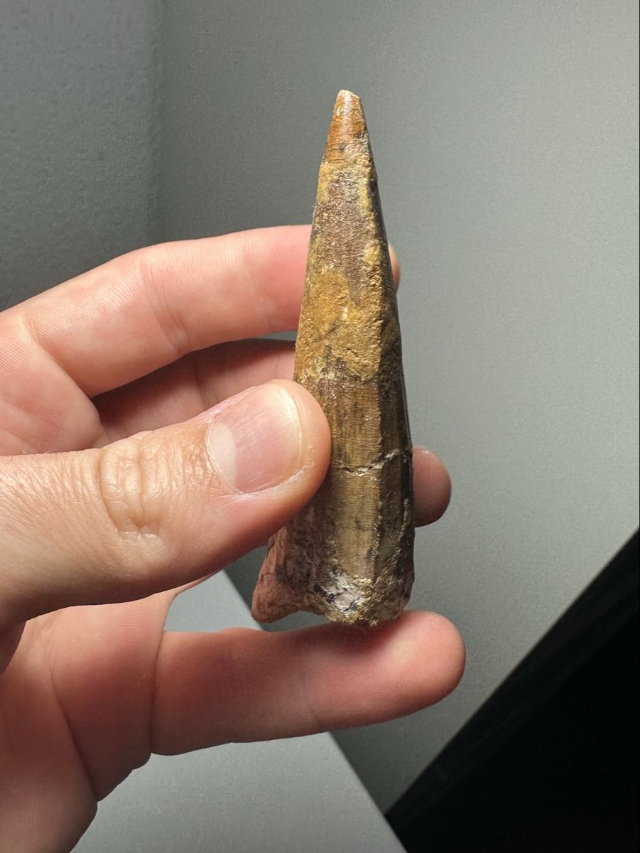Fossili: Fossiler Spinosaurus aegyptiacus Zahn – Usato da Lutzenberg venduto da CS65 3